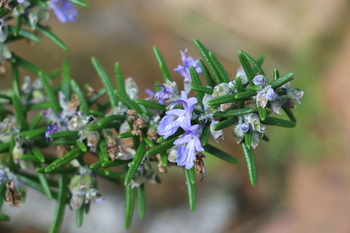 Rosmarinus officinalis (1).jpg